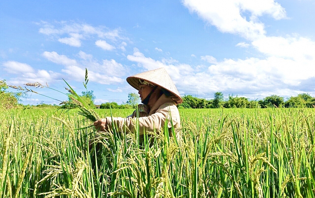 Trồng lúa hữu cơ giúp nâng cao thu nhập, tiết giảm chi phí.