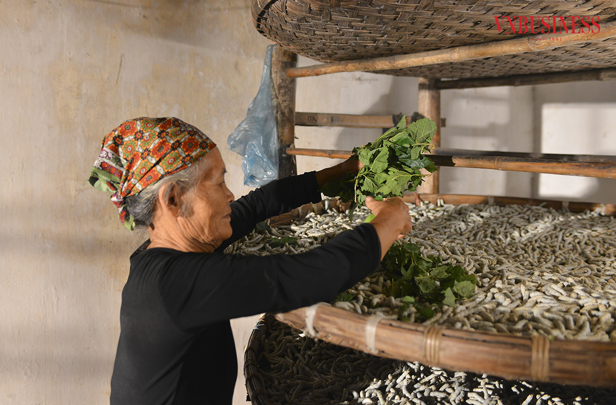 Nuôi lợn ăn cơm nằm, nuôi tằm ăn cơm đứng đủ để nói lên nỗi vất vả của người làm nghề. Theo chia sẻ của người dân làng Cổ Chất, từ lúc tằm ăn lá dâu cho đến lúc sinh ra kén để kéo thành sợi là khoảng hơn 30 ngày.