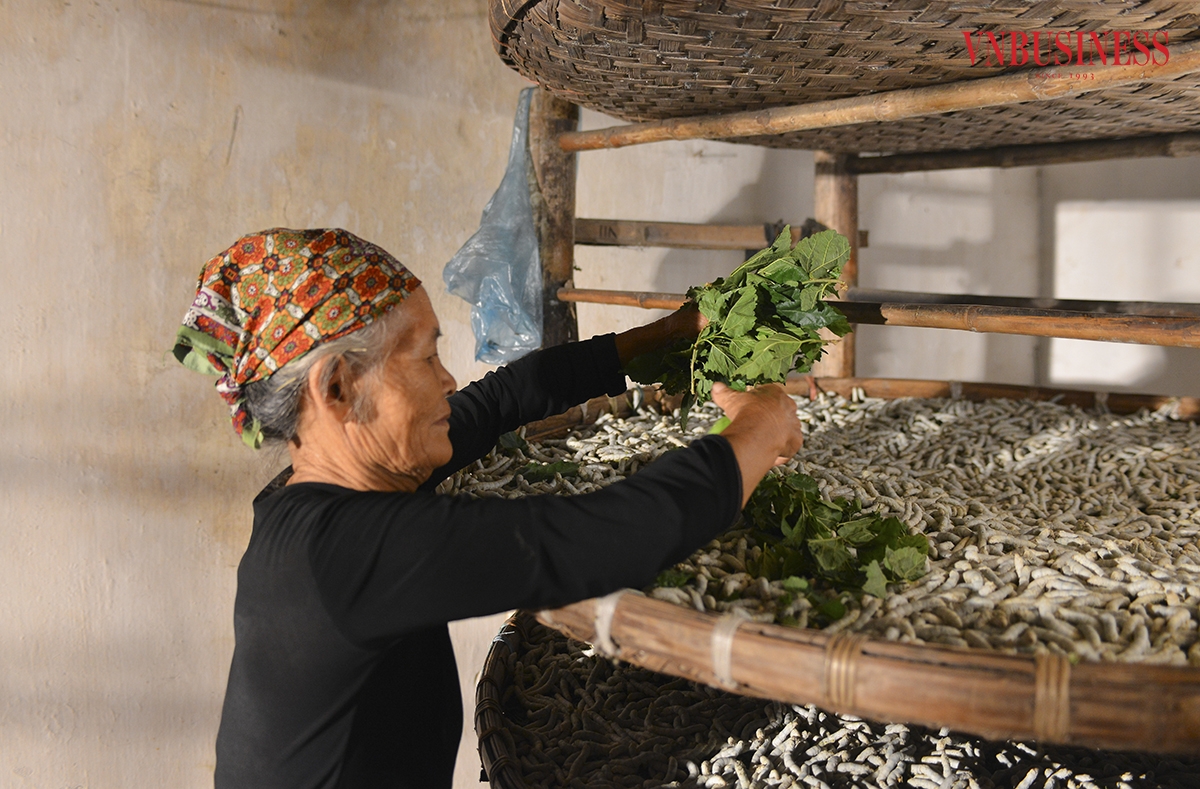 Nuôi lợn ăn cơm nằm, nuôi tằm ăn cơm đứng đủ để nói lên nỗi vất vả của người làm nghề. Theo chia sẻ của người dân làng Cổ Chất, từ lúc tằm ăn lá dâu cho đến lúc sinh ra kén để kéo thành sợi là khoảng hơn 30 ngày.