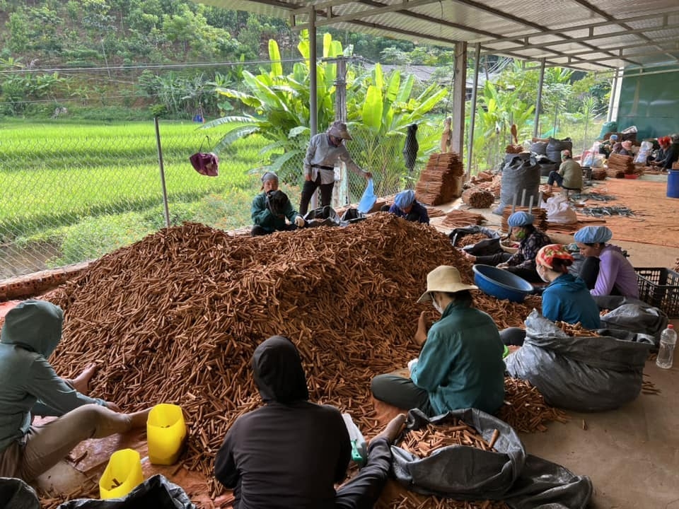 HTX nông nghiệp và dịch vụ Cầu Mây với ngành nghề chính là thu mua, sơ chế, chế biến các sản phẩm từ vỏ quế, tạo việc làm thường xuyên cho 30 lao động địa phương với mức thu nhập ổn định từ 7 - 8 triệu đồng/người/tháng.