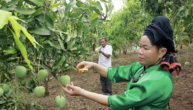 Nhiều hộ dân đã liên kết thành lập HTX để nâng cao giá trị sản phẩm, góp phần xóa đói, giảm nghèo.