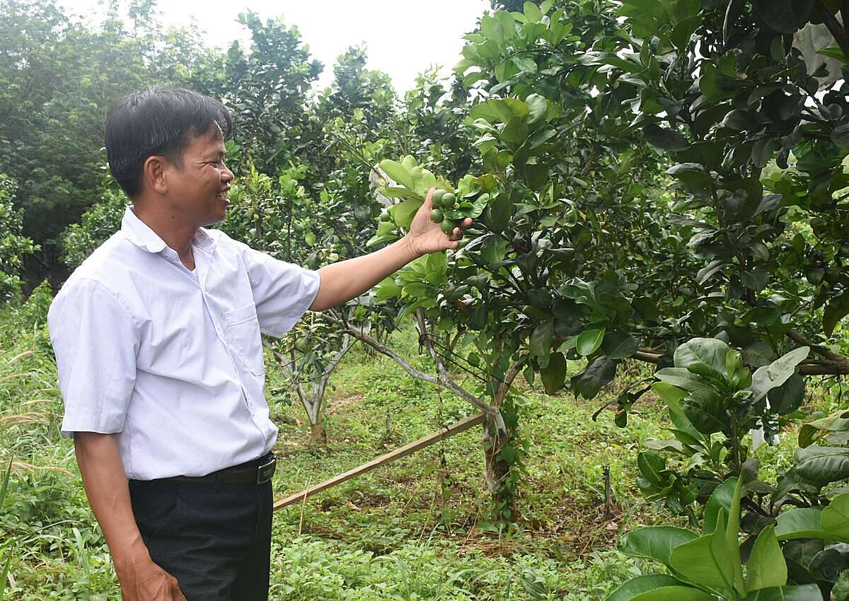 Trồng cây ăn quả đang giúp nhiều hộ dân nâng thu nhập, giảm nghèo hiệu quả.