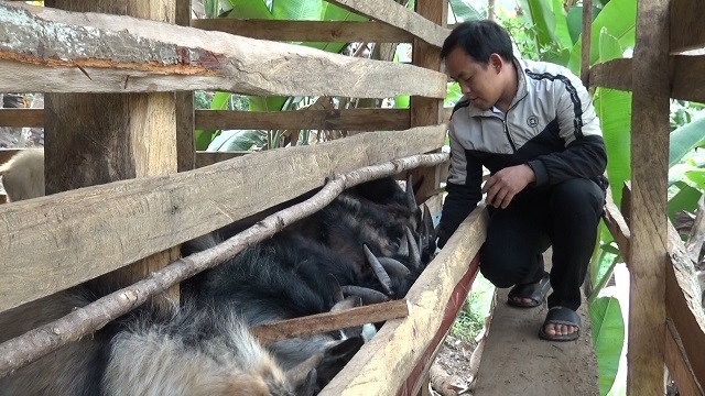 Nhiều thanh niên đã vượt khó vươn lên làm giàu trên mảnh đất quê hương.