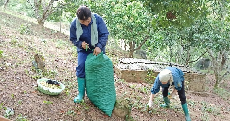 Tại Dương Quang, những năm gần đây, nhiều nông dân đã mạnh dạn chuyển đổi, tái cơ cấu cây trồng vật nuôi và đem lại kết quả ngoài mong đợi