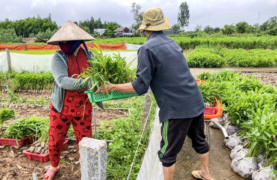 Nhiều HTX cần tiếp cận nguồn hỗ trợ để đầu tư cho vườn ươm cây lâm nghiệp.
