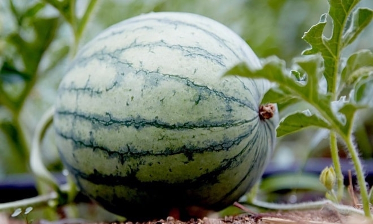 Quả dưa hấu phải đáp ứng điều kiện gì để xuất khẩu chính ngạch sang Trung Quốc?