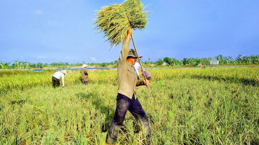 Tham gia liên kết sản xuất gạo sạch hữu cơ cùng HTX nông nghiệp Xuân Tiến giúp nông dân xã Xuân Phú &lpar;huyện Xuân Lộc&rpar; thoát nghèo bền vững.