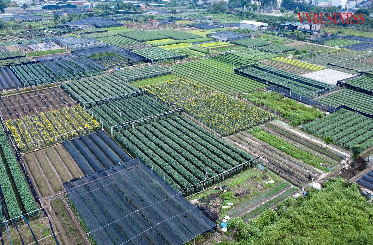 Người dân Tây Tựu đang tích cực ươm mầm, xuống giống hoa để phục vụ cho dịp Tết 2024.