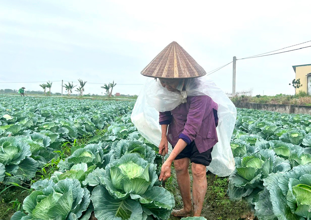 Rau vụ Đông sớm năm nay tiếp tục đem lại hiệu quả cao cho người dân ở Gia Lộc &lpar;Ảnh: BHD&rpar;.