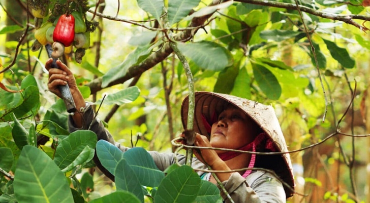 Điều được đầu tư theo hướng hữu cơ đang cho giá trị kinh tế cao tại Bình Phước.