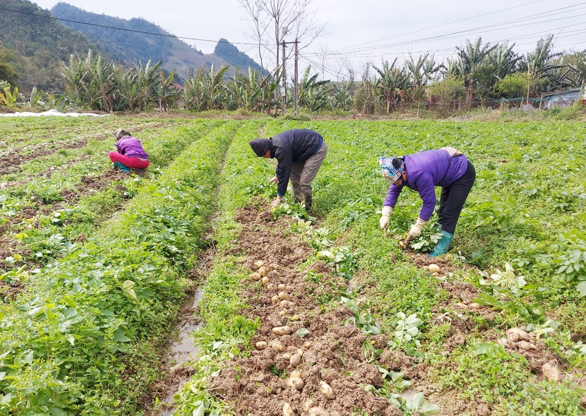 Liên kết sản xuất nông nghiệp theo chuỗi giá trị giúp nông dân nâng cao thu nhập.