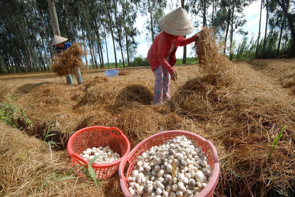 HTX nấm Lộc giúp người dân trồng nấm ở xã Xuân Bắc hết nghèo và vươn lên làm giàu.