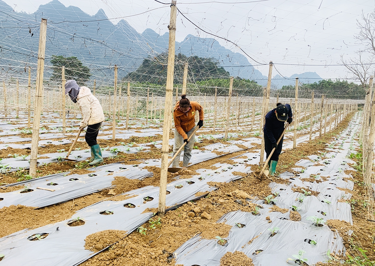 Những thay đổi trong tư duy sản xuất giúp nhiều nông dân ở Vị Xuyên thoát nghèo, làm giàu &lpar;Ảnh: Biên Anh&rpar;.
