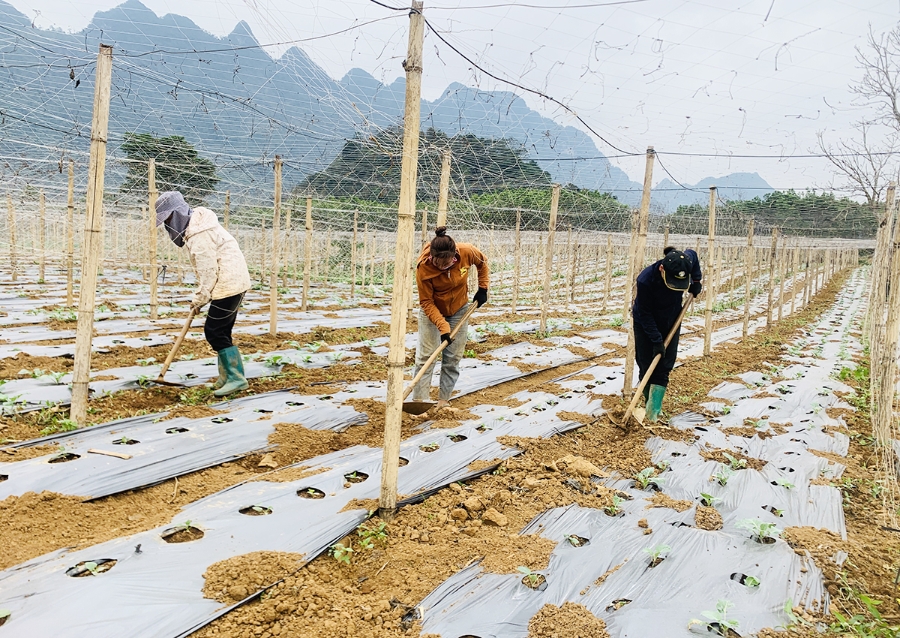 Những thay đổi trong tư duy sản xuất giúp nhiều nông dân ở Vị Xuyên thoát nghèo, làm giàu &lpar;Ảnh: Biên Anh&rpar;.