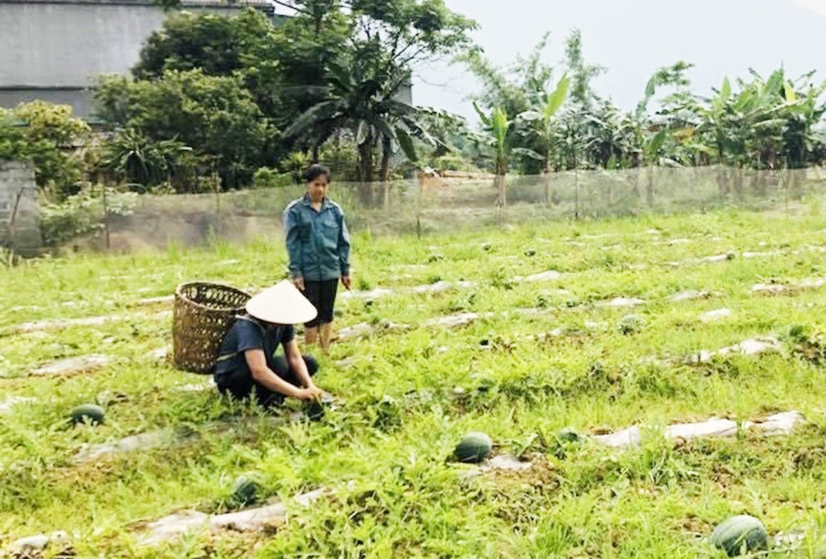 Vị Xuyên đang hướng đến hình thành các chuỗi giá trị để nâng cao thu nhập cho nông dân &lpar;Ảnh: Biên Anh&rpar;.