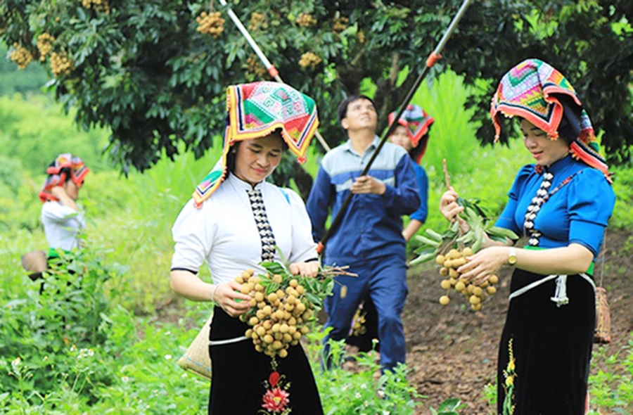 Cây ăn trái đang mang lại hiệu quả kinh tế cao cho nhiều nông dân ở Sơn La &lpar;Ảnh: BSL&rpar;.