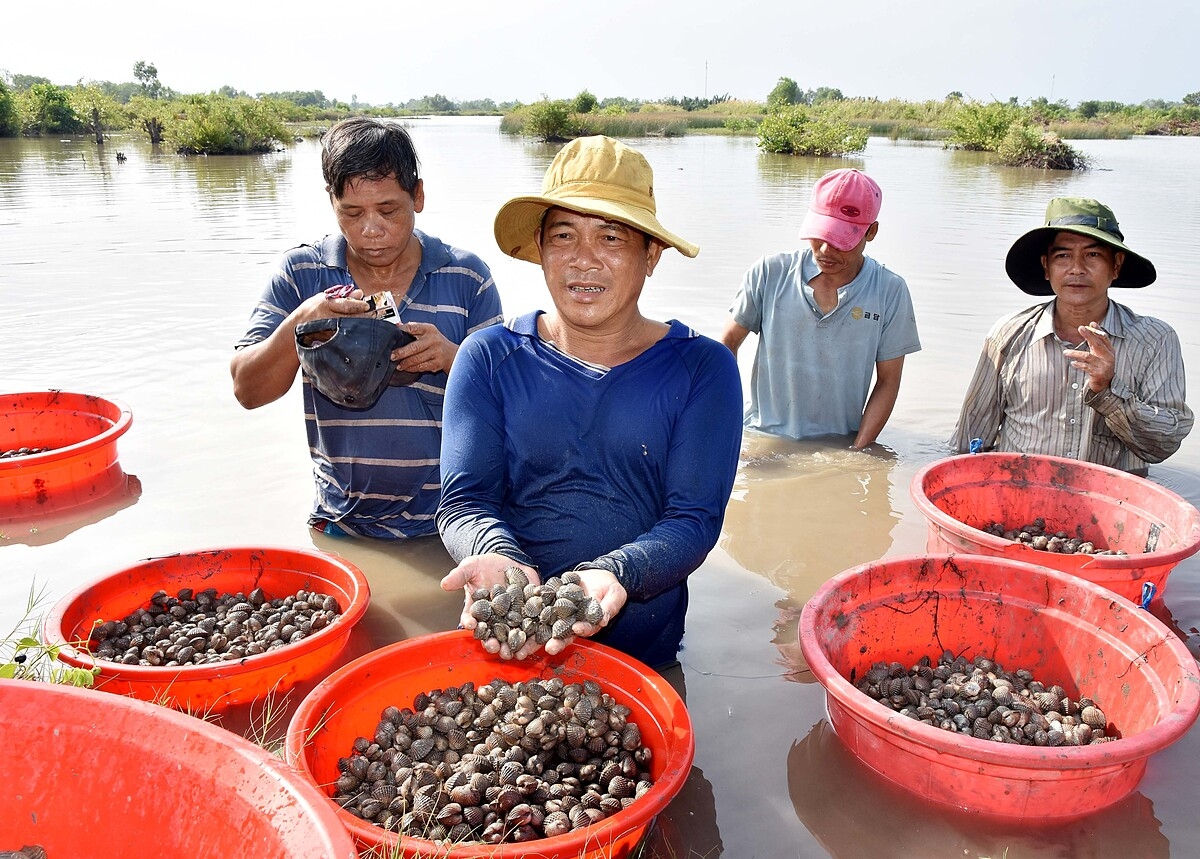 Nuôi sò huyết theo hướng hàng hóa đang giúp nhiều hộ dân ở Cà Mau nâng cao thu nhập, giảm nghèo hiệu quả.