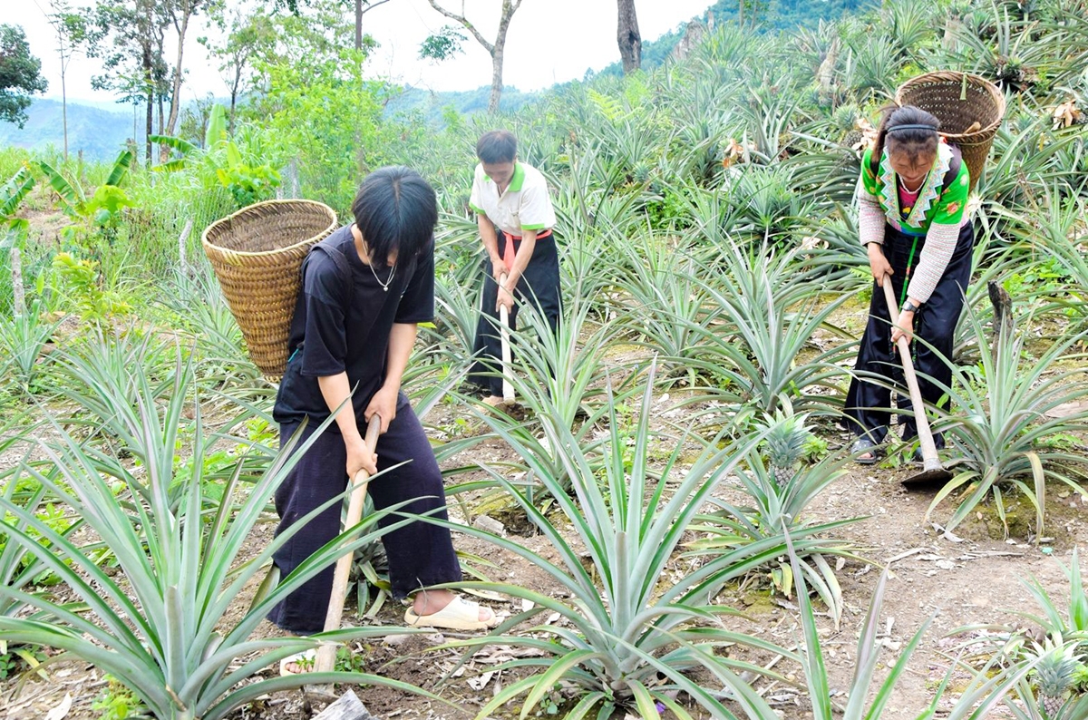 Sơn La sẽ tiếp tục nhân rộng các cây trồng như nhãn, xoài, cà phê, dứa... &lpar;Ảnh: BSL&rpar;.