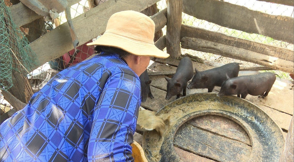 Cùng HTX nuôi heo đen giúp nông dân xã Lợi Hải &lpar;huyện Thuận Bắc&rpar; vươn lên thoát nghèo.