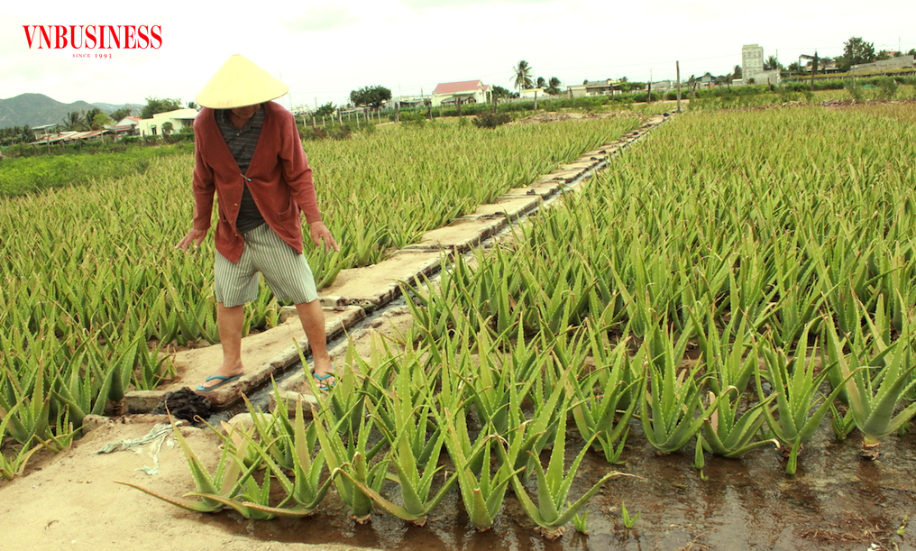 Ngành nông nghiệp ở huyện Thuận Bắc cần sản xuất theo chuỗi giá trị với vai trò quan trọng của HTX, tổ hợp tác nhằm giúp dân thoát nghèo bền vững.