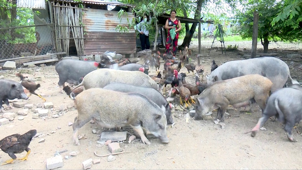 Nhãn hiệu tập thể “Heo đen và gà Thuận Bắc” là động lực cho huyện Thuận Bắc khai thác mặt mạnh trong chăn nuôi.