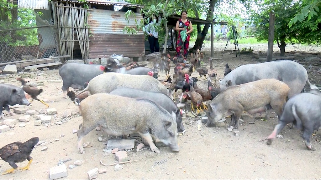 Nhãn hiệu tập thể “Heo đen và gà Thuận Bắc” là động lực cho huyện Thuận Bắc khai thác mặt mạnh trong chăn nuôi.