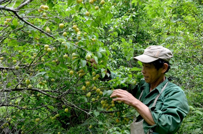 Cây mơ vàng góp phần phát triển kinh tế xã Cao Kỳ.