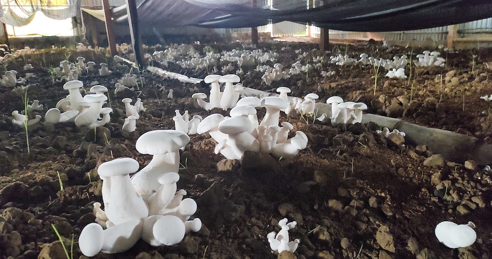 Mỗi năm, HTX Nấm sạch và Kinh doanh nông nghiệp Tuấn Linh sản xuất được 170 vạn bịch nấm, sản lượng 170 tấn nấm gồm các loại: Linh chi, sò, mộc nhĩ, kim phúc, hoàng đế, nấm rơm... mang lại tổng doanh thu hơn 7 tỷ đồng, lãi đạt từ 15 - 20%.