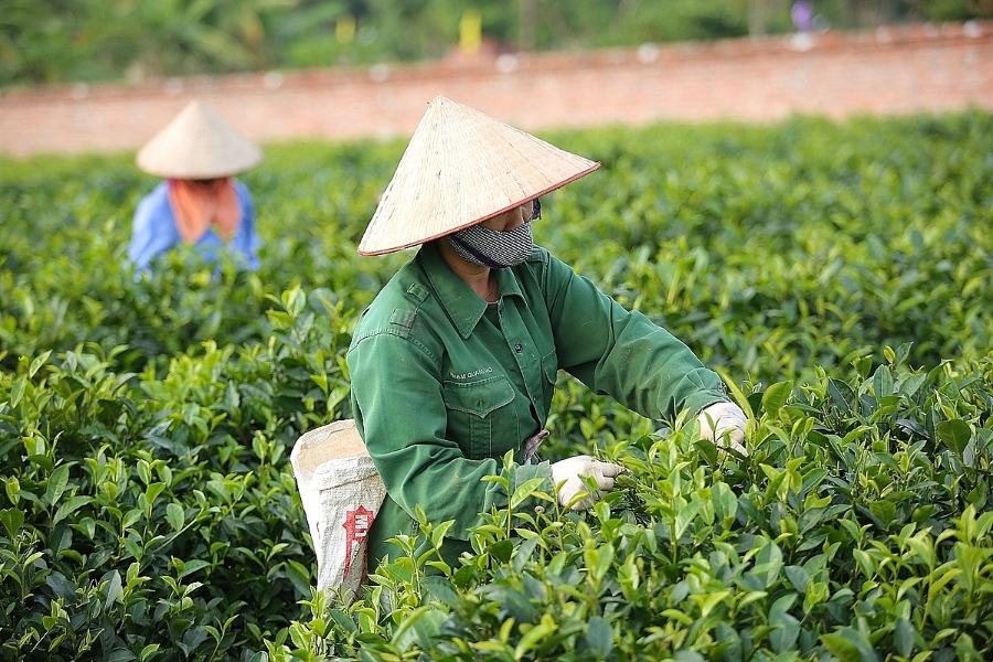 Cay chè không chỉ nâng cao thu nhập mà còn tạo cảnh quan thu hút khách du lịch.