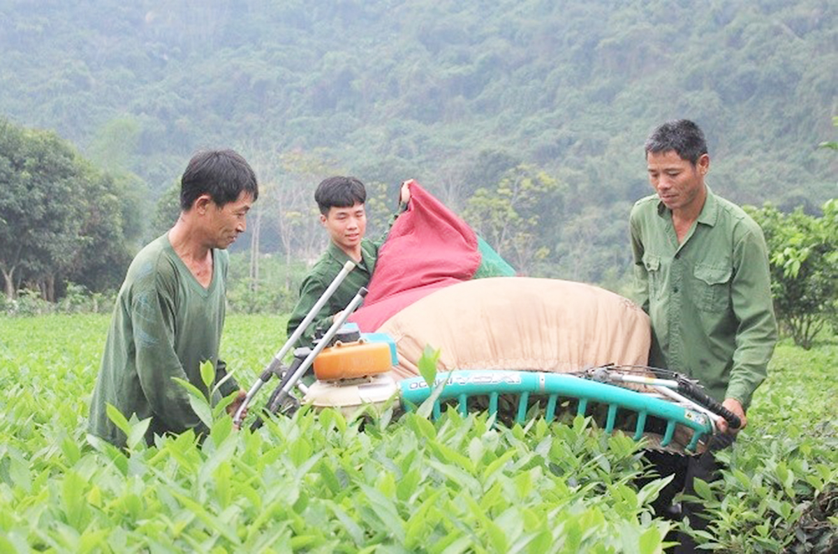 Chè đang là một trong những cây kinh tế chủ lực ở Con Cuông.