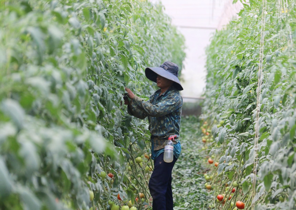 Tuy Đức đang định hướng nông nghiệp đi theo hướng công nghệ cao, chế biến sâu &lpar;Ảnh: Hoàng Hoài&rpar;.