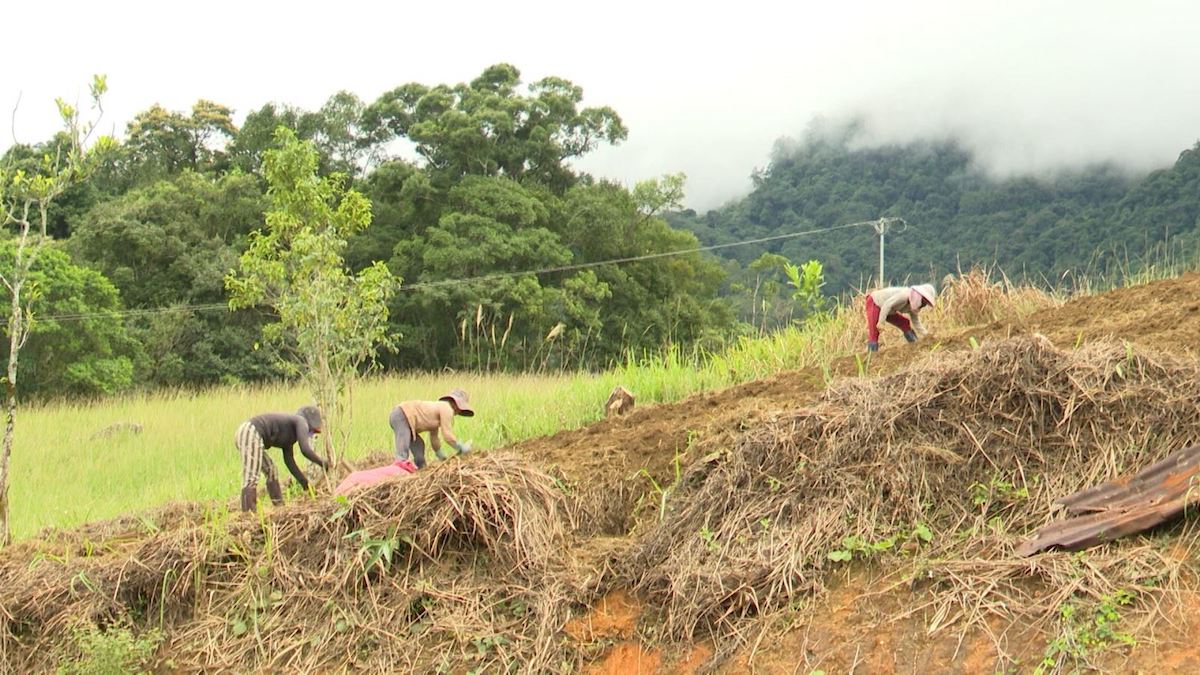 Liên kết trồng sâm dây ở Đăk Glei.