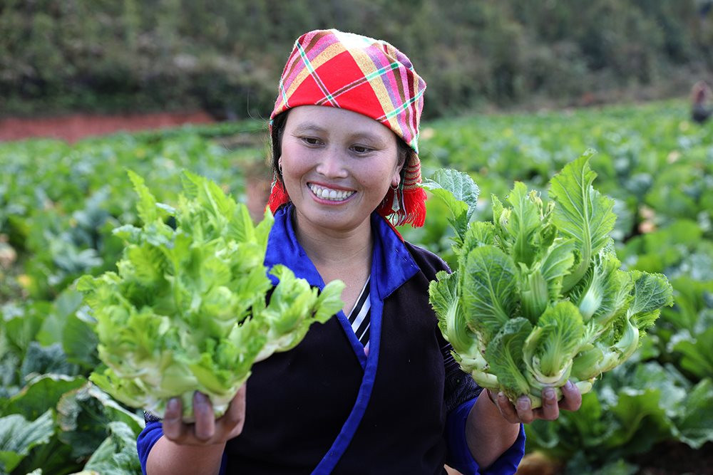 Trồng rau giúp người dân có thu nhập ổn định.