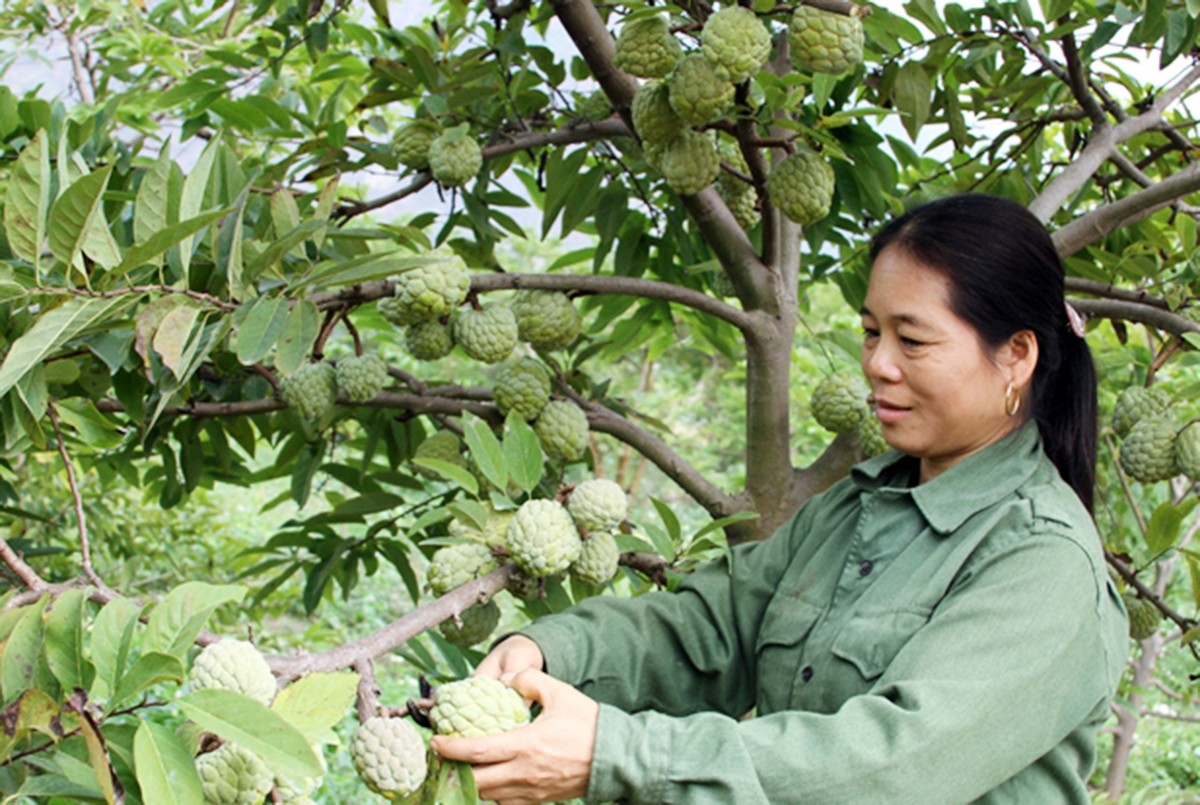 Hữu Lũng đang đẩy mạnh xúc tiến thương mại, mở rộng đầu ra cho nông sản &lpar;Ảnh: BLS&rpar;.
