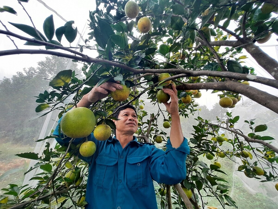 Cây cam cho người dân thu nhập hàng trăm tri