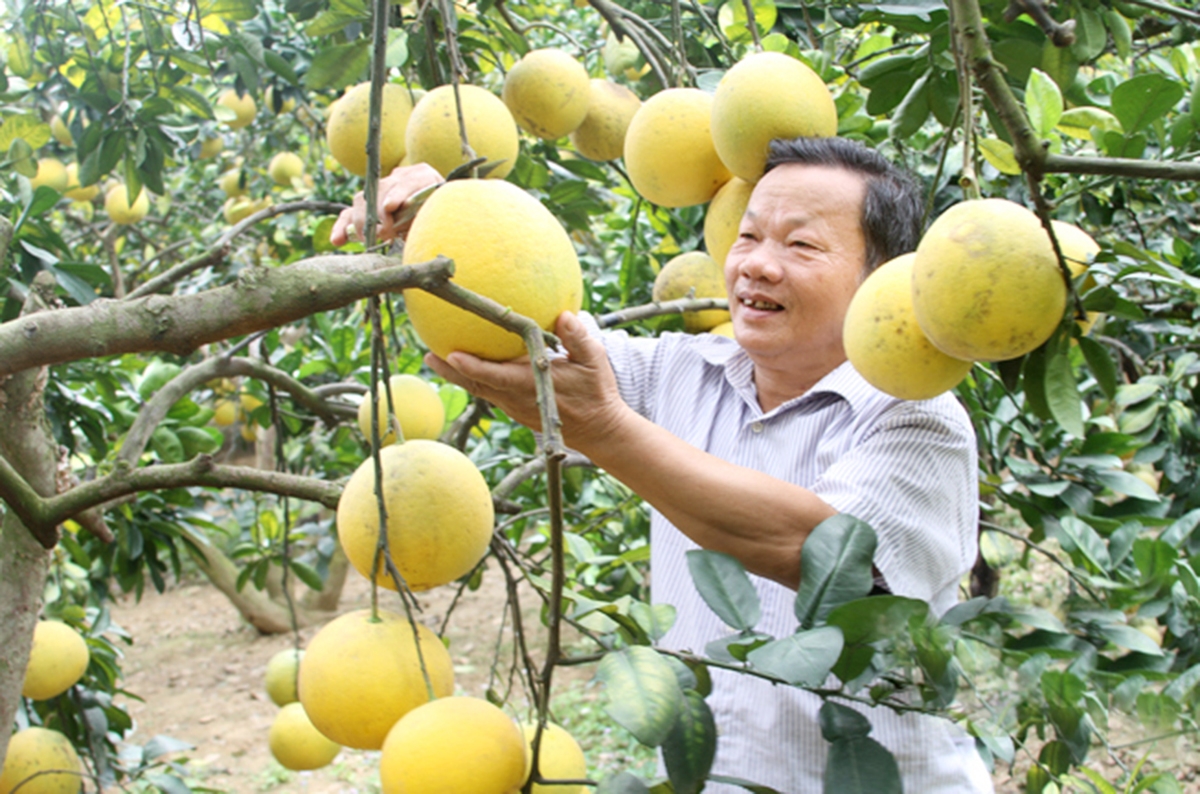 Bưởi đang là cây trồng kinh tế chủ lực, mang lại thu nhập cao cho nông dân Hữu Lũng &lpar;Ảnh: BLS&rpar;.
