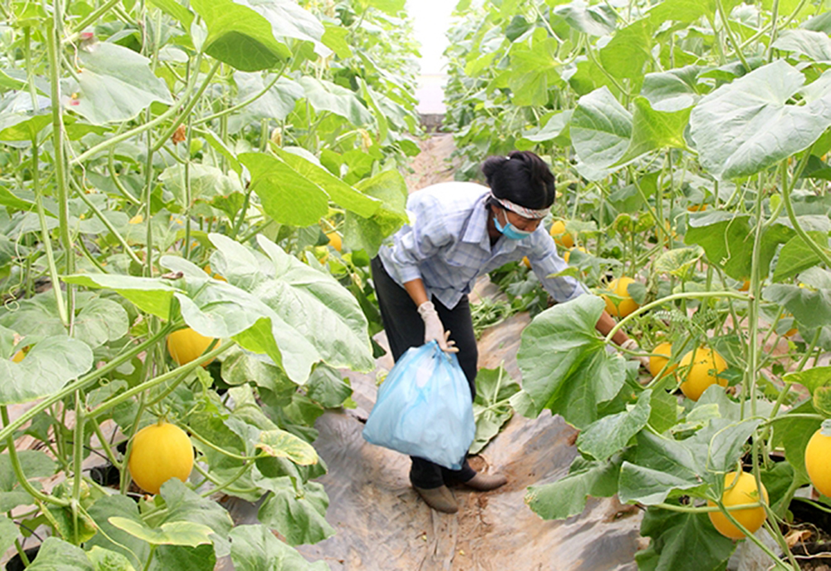 Ứng dụng hiệu quả công nghệ cao đang giúp nhiều nông dân Nga Sơn thoát nghèo, làm giàu &lpar;Ảnh: Lê Đồng&rpar;.