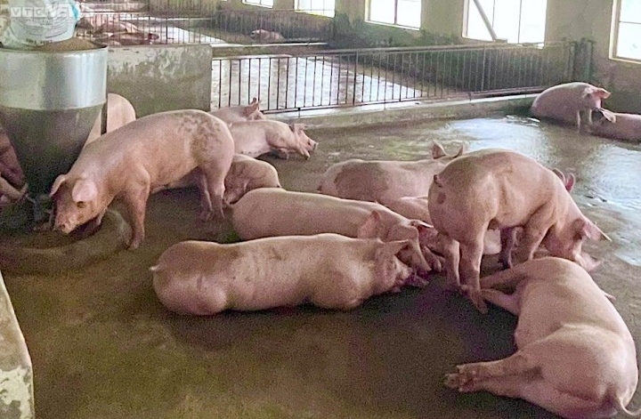 Nguyên nhân hiện tượng giá heo hơi giảm ngang hoặc dưới giá thành sản xuất trong thời gian gần đây là do sức mua thực phẩm của người dân nhìn chung giảm nhẹ so với trước đây.