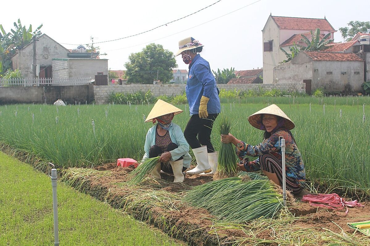 Trồng rau màu cho thu nhập trung bình lên đến 250 triệu đồng/năm.
