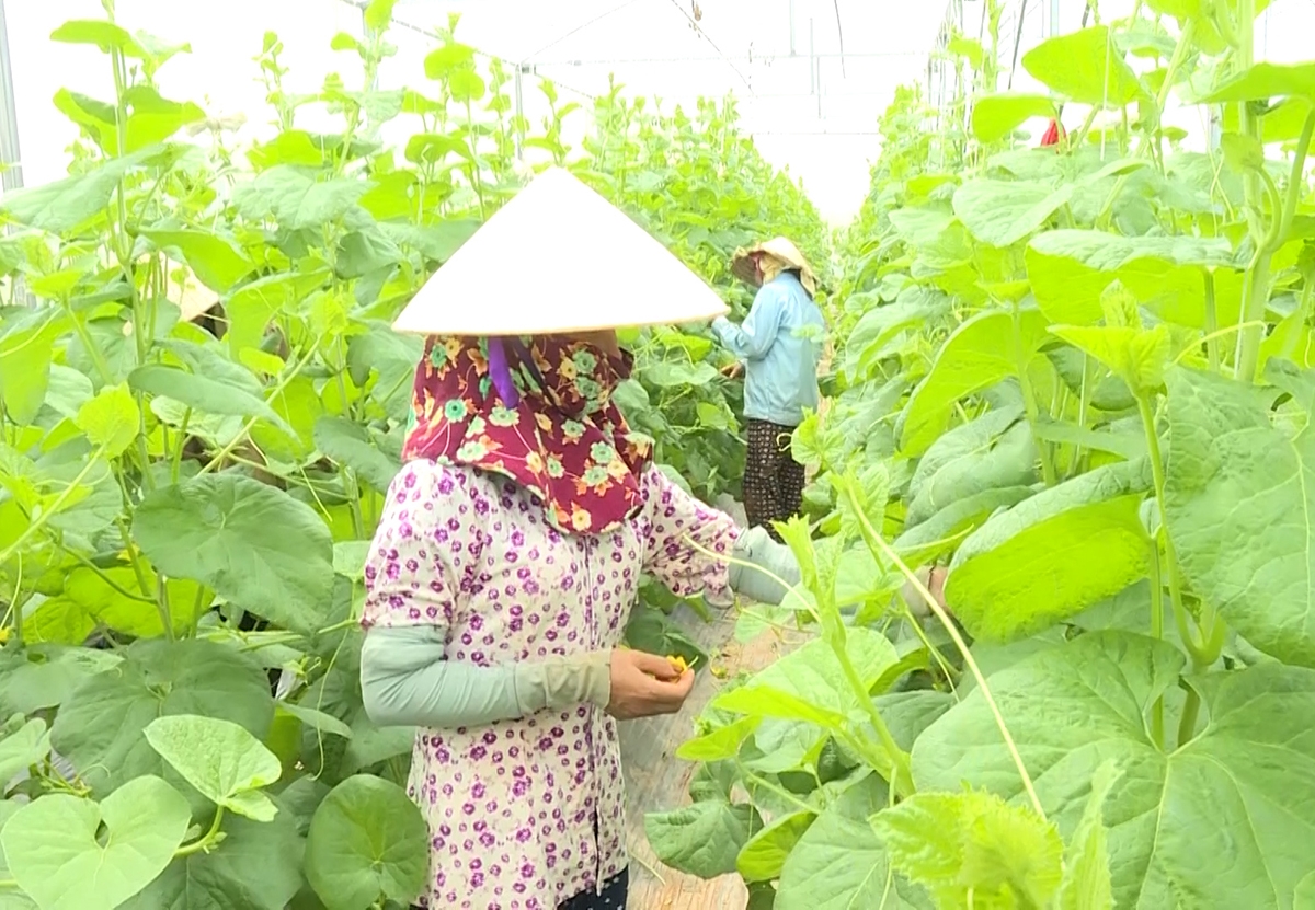 Nga Sơn dự kiến đẩy mạnh phát huy những cây trồng kinh tế chủ lực tại địa phương.