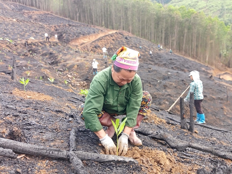 Trồng rừng không chỉ giúp phủ xanh đồi trọc mà còn giúp nâng cao thu nhập, giảm nghèo hiệu quả.
