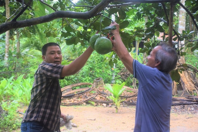 Nhiều mô hình liên kết sản xuất nông nghiệp hiệu quả đã đi tiên phong trong phong trào thi đua “Vì người nghèo – Không để ai bị bỏ lại phía sau” của Bình Định.