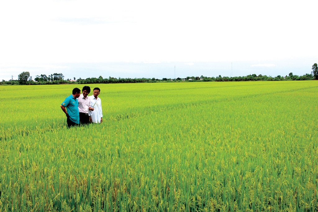 HTX Dịch vụ nông nghiệp và tưới tiêu Quyết Tiến liên kết cùng doanh nghiệp xây dựng mô hình sản xuất lúa an toàn trên diện tích 112ha.