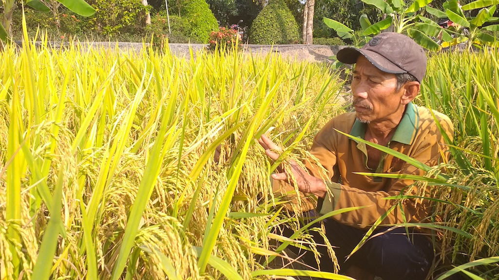 Nông dân trồng lúa ở Phước Long có nguồn thu nhập ổn định, vươn lên thoát nghèo nhờ tham gia vào chuỗi liên kết cùng HTX.