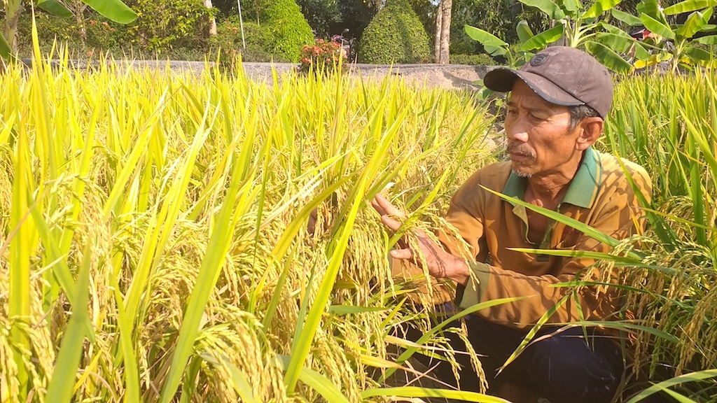 Nông dân trồng lúa ở Phước Long có nguồn thu nhập ổn định, vươn lên thoát nghèo nhờ tham gia vào chuỗi liên kết cùng HTX.