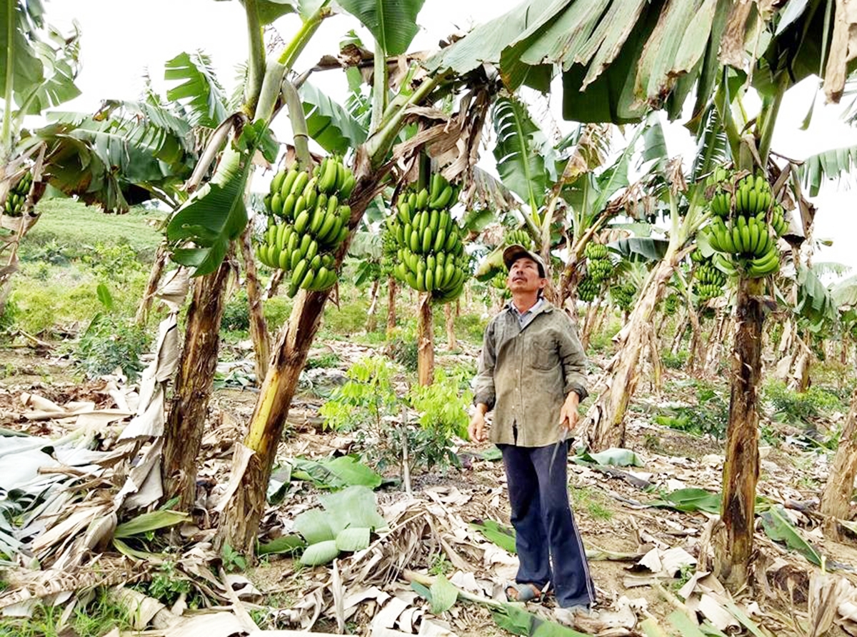 Nông nghiệp huyện MĐrắk đang thúc đẩy thành công nhiều loại cây trồng thế mạnh.
