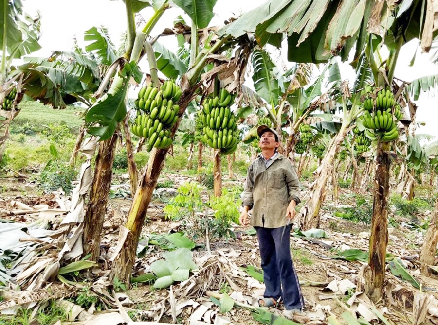 Nông nghiệp huyện MĐrắk đang thúc đẩy thành công nhiều loại cây trồng thế mạnh.