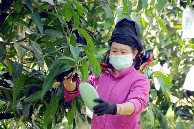 Chuyển đổi từ trồng ngô sang cây ăn quả giúp người dân Yên Châu nâng cao thu nhập, giảm nghèo.