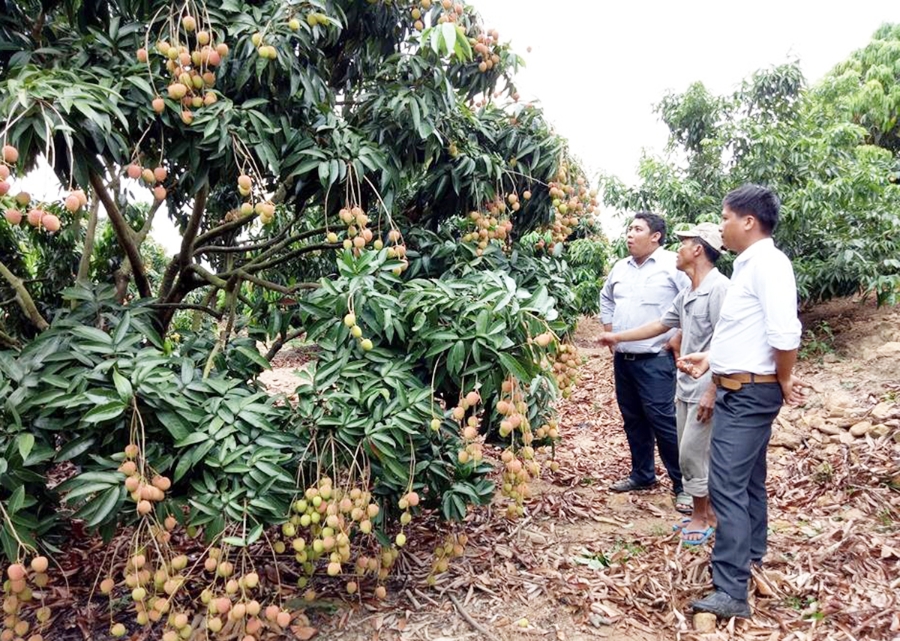 Liên kết sản xuất theo chuỗi giá trị là chìa khóa giúp nông dân huyện MĐrắk nâng cao giá trị kinh tế.