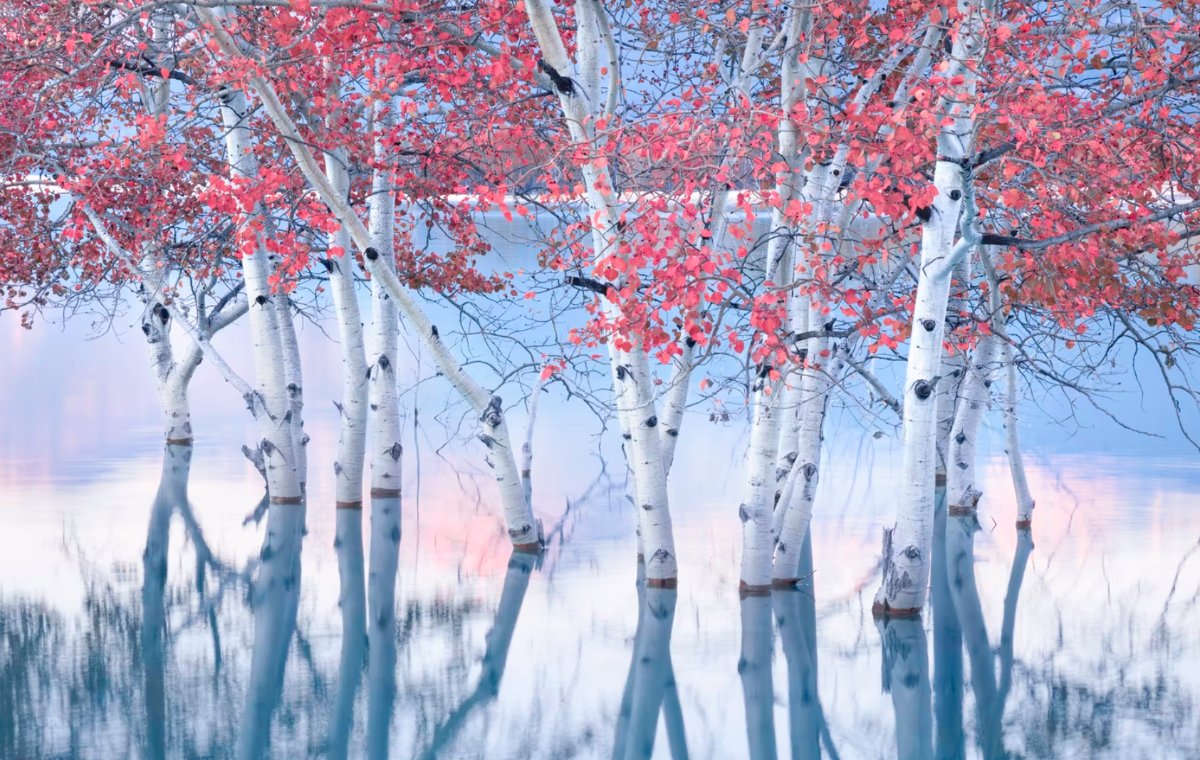 Bức ảnh Lửa và Nước. Bức ảnh chụp những cái cây đầy màu sắc ở hồ Abraham, Alberta, Canada của Blake Randall đã giành được danh hiệu Ảnh phong cảnh quốc tế của năm 2023.